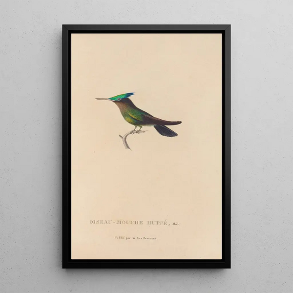 Histoire naturelle des oiseaux-mouches Pl31 - René Primevère Lesson — quadro incorniciato alla parete