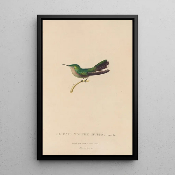 Histoire naturelle des oiseaux-mouches Pl32 - René Primevère Lesson — quadro incorniciato alla parete
