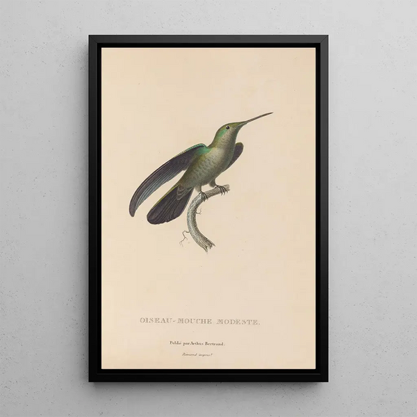 Histoire naturelle des oiseaux-mouches Pl33 - René Primevère Lesson — quadro incorniciato alla parete