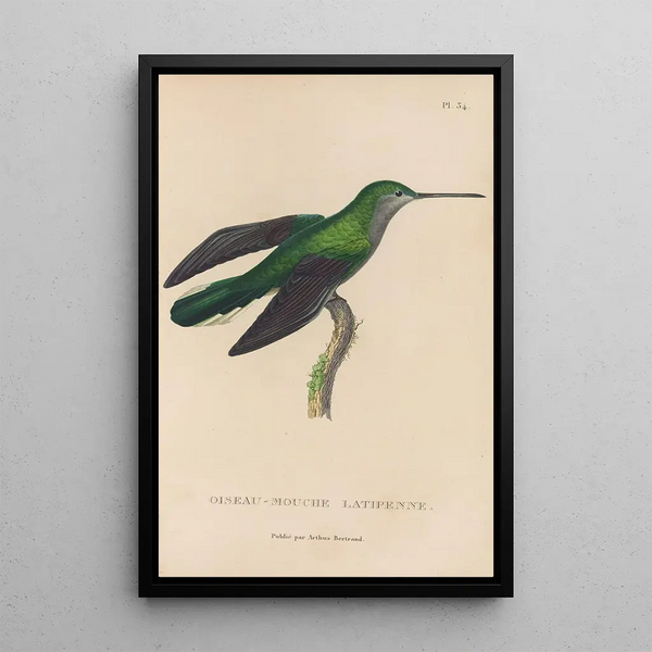 Histoire naturelle des oiseaux-mouches Pl34 - René Primevère Lesson — quadro incorniciato alla parete