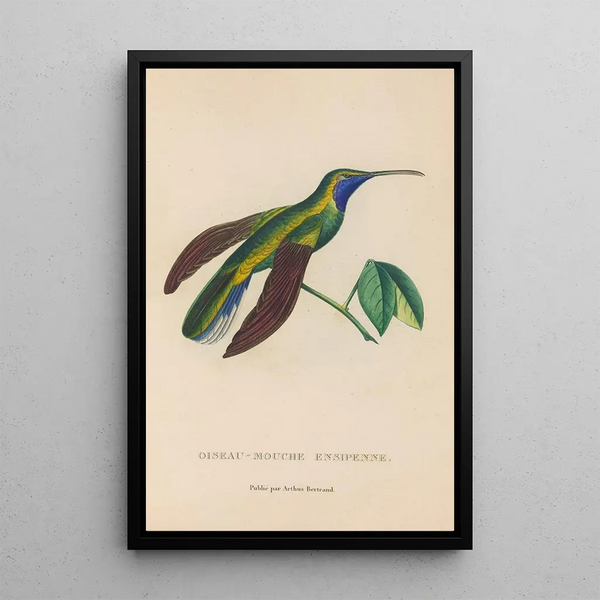 Histoire naturelle des oiseaux-mouches Pl35 - René Primevère Lesson — quadro incorniciato alla parete