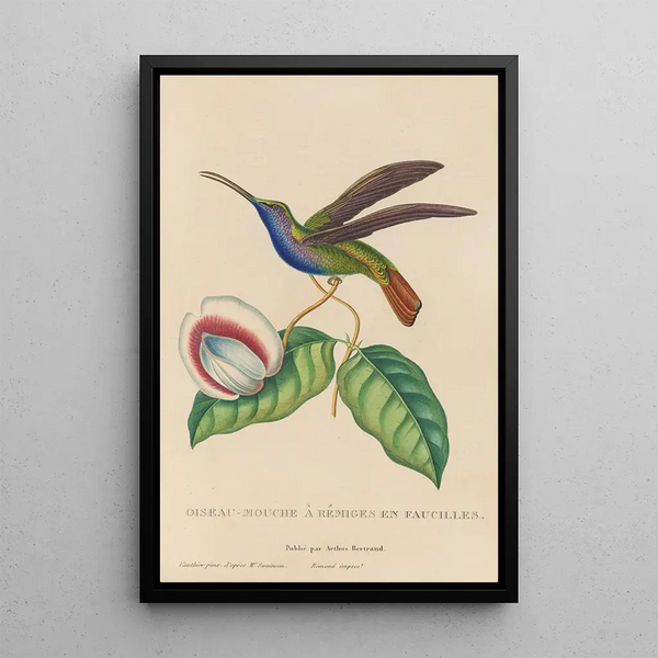 Histoire naturelle des oiseaux-mouches Pl36 - René Primevère Lesson — quadro incorniciato alla parete