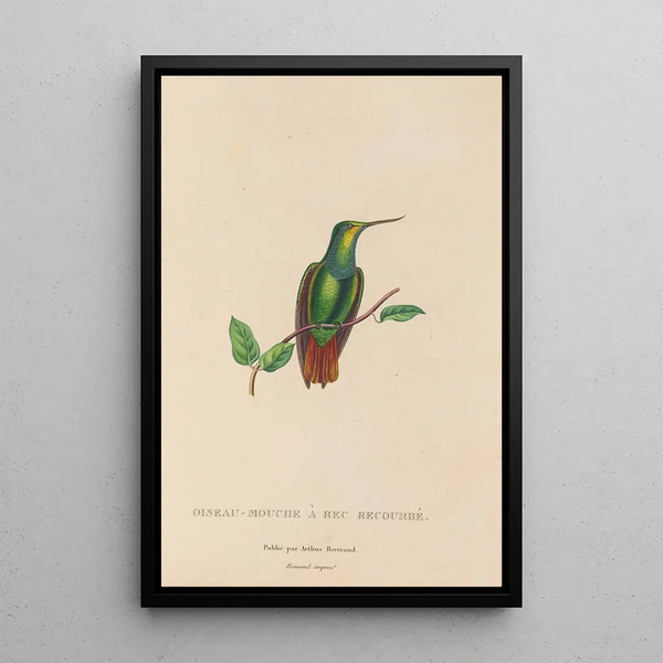 Histoire naturelle des oiseaux-mouches Pl37 - René Primevère Lesson — quadro incorniciato alla parete