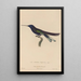 Histoire naturelle des oiseaux-mouches Pl38 - René Primevère Lesson — quadro incorniciato alla parete