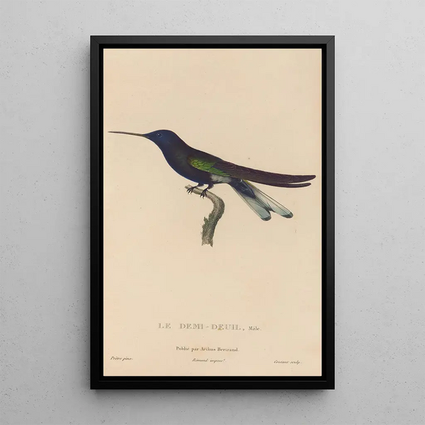 Histoire naturelle des oiseaux-mouches Pl38 - René Primevère Lesson — quadro incorniciato alla parete