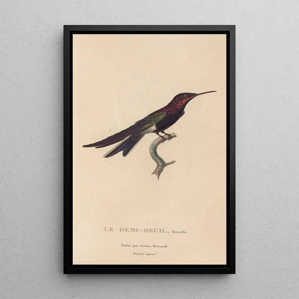Histoire naturelle des oiseaux-mouches Pl39 - René Primevère Lesson — quadro incorniciato alla parete