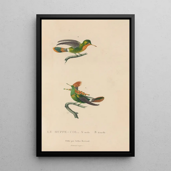 Histoire naturelle des oiseaux-mouches Pl41 - René Primevère Lesson — quadro incorniciato alla parete