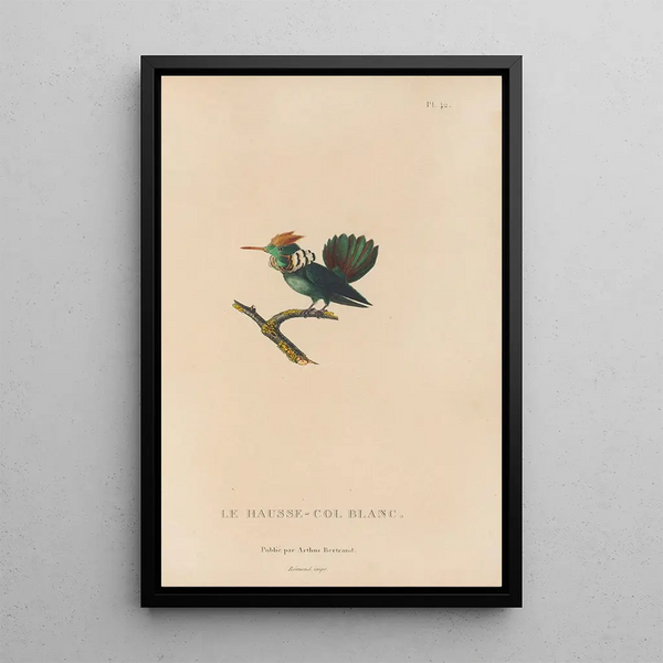 Histoire naturelle des oiseaux-mouches Pl42 - René Primevère Lesson — quadro incorniciato alla parete