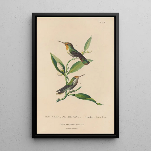 Histoire naturelle des oiseaux-mouches Pl43 - René Primevère Lesson — quadro incorniciato alla parete