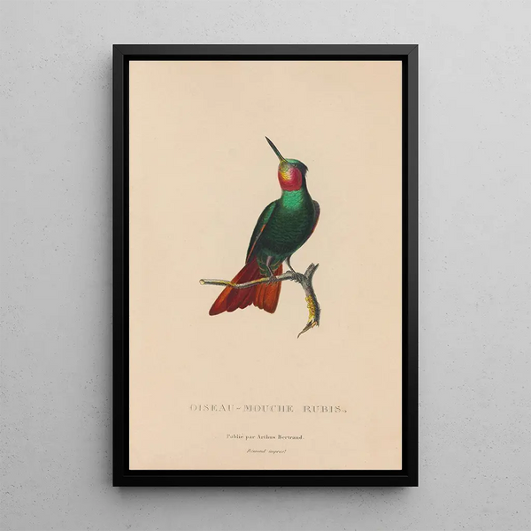 Histoire naturelle des oiseaux-mouches Pl44 - René Primevère Lesson — quadro incorniciato alla parete