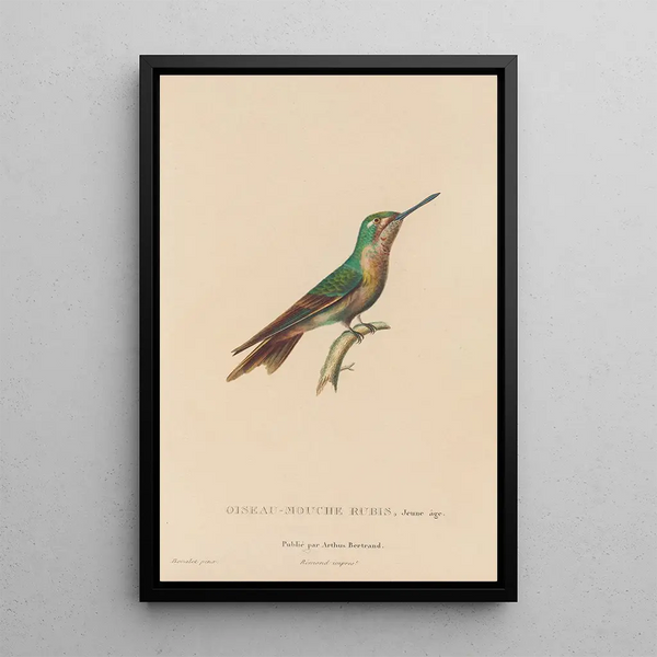 Histoire naturelle des oiseaux-mouches Pl46 - René Primevère Lesson — quadro incorniciato alla parete
