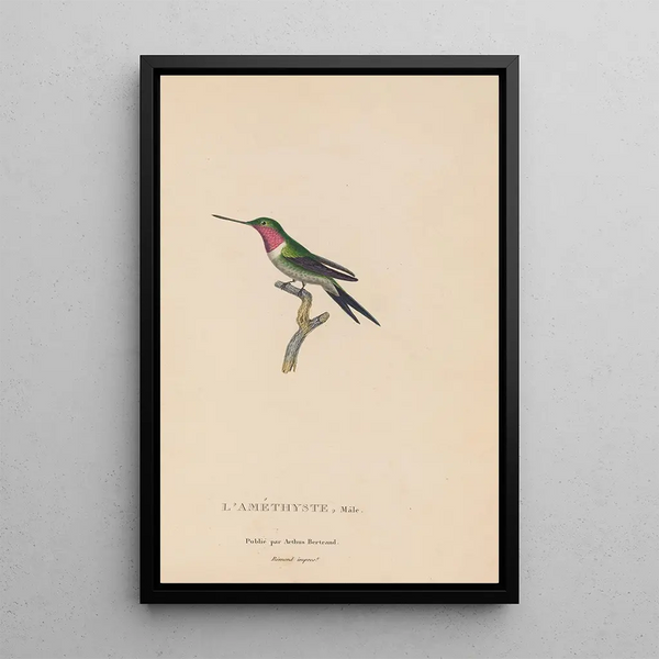 Histoire naturelle des oiseaux-mouches Pl47 - René Primevère Lesson — quadro incorniciato alla parete