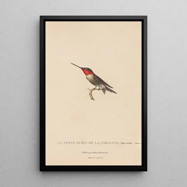 Histoire naturelle des oiseaux-mouches Pl48 - René Primevère Lesson — quadro incorniciato alla parete