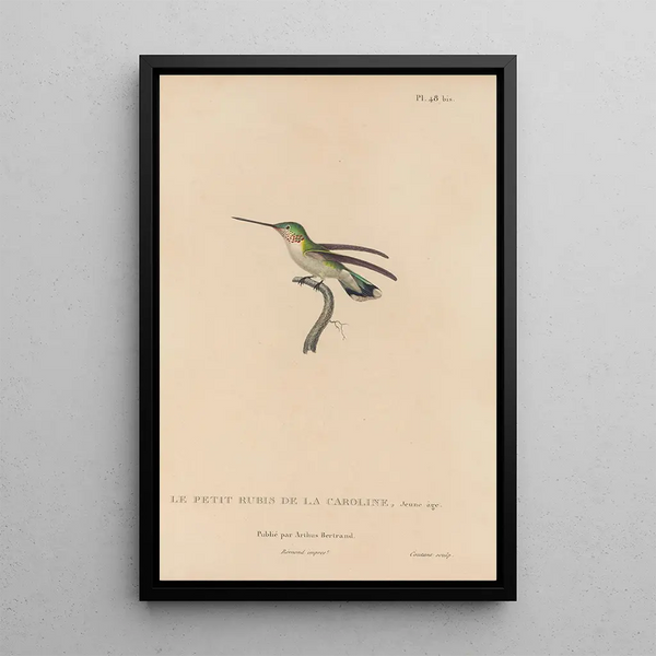 Histoire naturelle des oiseaux-mouches Pl49 - René Primevère Lesson — quadro incorniciato alla parete