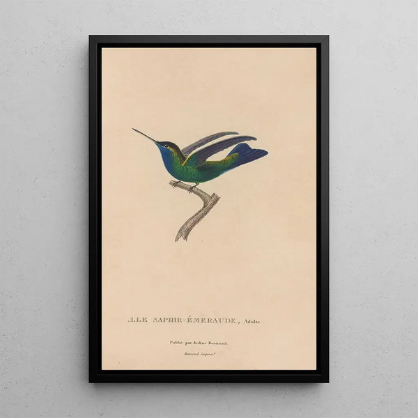 Histoire naturelle des oiseaux-mouches Pl50 - René Primevère Lesson — quadro incorniciato alla parete