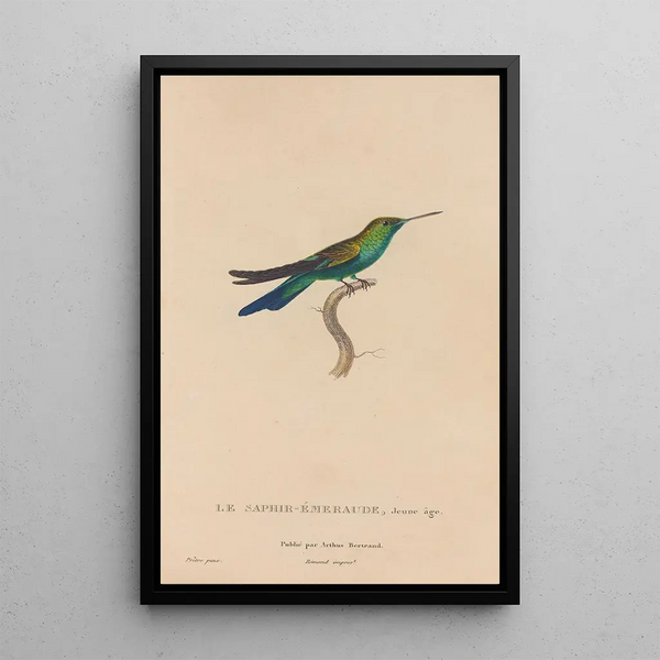 Histoire naturelle des oiseaux-mouches Pl51 - René Primevère Lesson — quadro incorniciato alla parete