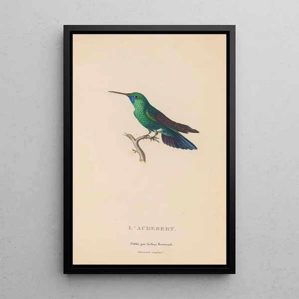 Histoire naturelle des oiseaux-mouches Pl52 - René Primevère Lesson — quadro incorniciato alla parete