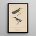 Histoire naturelle des oiseaux-mouches Pl54 - René Primevère Lesson — quadro incorniciato alla parete