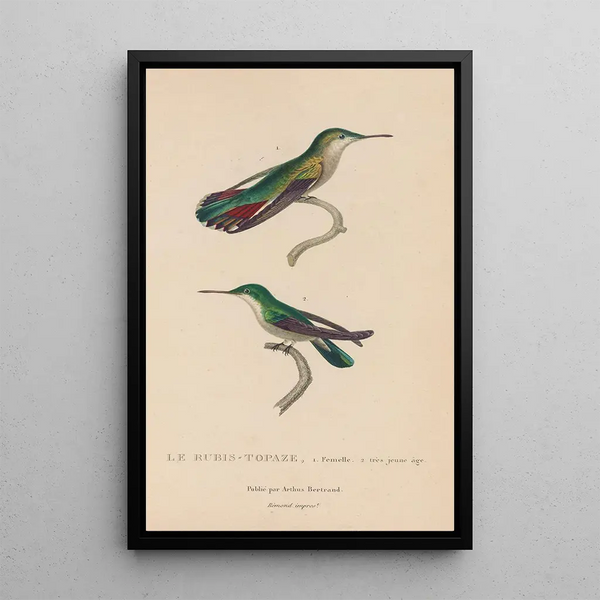 Histoire naturelle des oiseaux-mouches Pl54 - René Primevère Lesson — quadro incorniciato alla parete