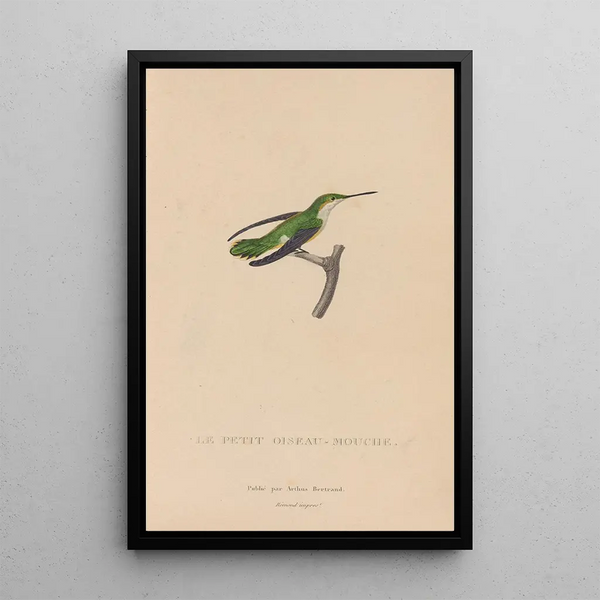 Histoire naturelle des oiseaux-mouches Pl55 - René Primevère Lesson — quadro incorniciato alla parete