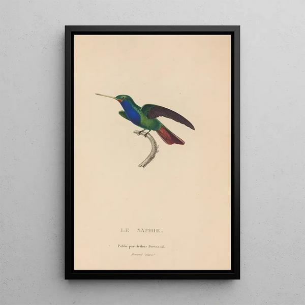 Histoire naturelle des oiseaux-mouches Pl56 - René Primevère Lesson — quadro incorniciato alla parete