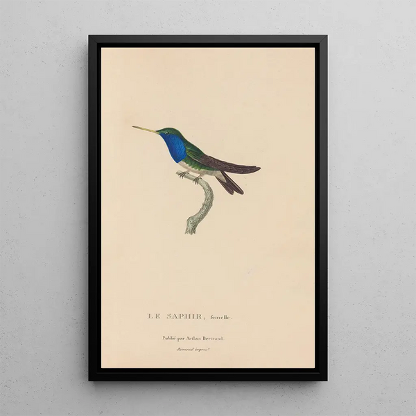 Histoire naturelle des oiseaux-mouches Pl57 - René Primevère Lesson — quadro incorniciato alla parete