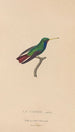 Histoire naturelle des oiseaux-mouches Pl58 - René Primevère Lesson — vista dell’opera