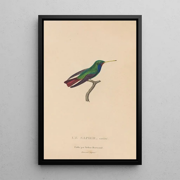 Histoire naturelle des oiseaux-mouches Pl58 - René Primevère Lesson — quadro incorniciato alla parete