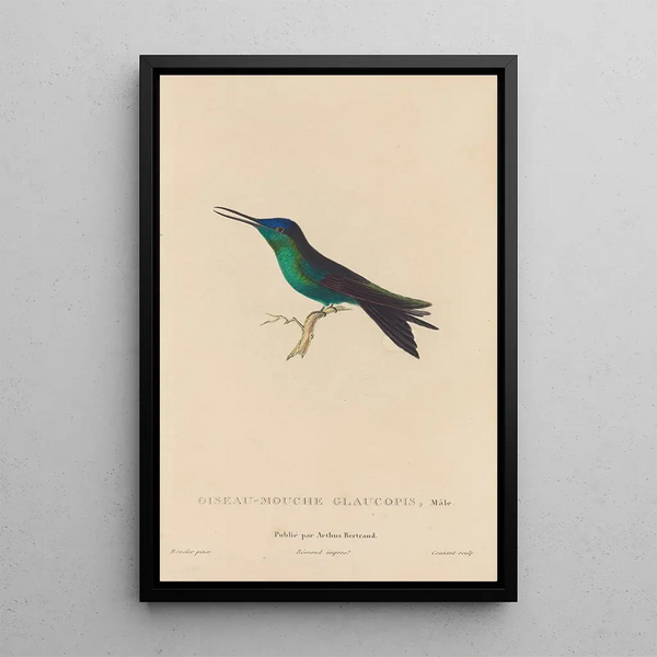 Histoire naturelle des oiseaux-mouches Pl59 - René Primevère Lesson — quadro incorniciato alla parete