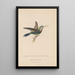 Histoire naturelle des oiseaux-mouches Pl60 - René Primevère Lesson — quadro incorniciato alla parete