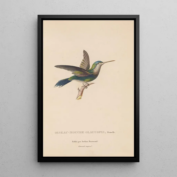 Histoire naturelle des oiseaux-mouches Pl60 - René Primevère Lesson — quadro incorniciato alla parete