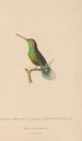 Histoire naturelle des oiseaux-mouches Pl61 - René Primevère Lesson — vista dell’opera