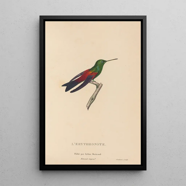 Histoire naturelle des oiseaux-mouches Pl62 - René Primevère Lesson — quadro incorniciato alla parete