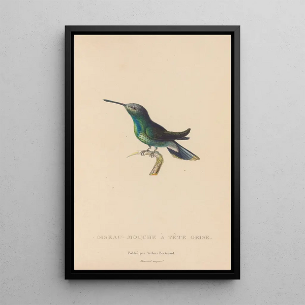 Histoire naturelle des oiseaux-mouches Pl63 - René Primevère Lesson — quadro incorniciato alla parete