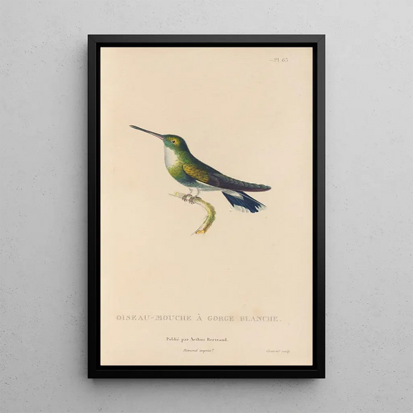 Histoire naturelle des oiseaux-mouches Pl64 - René Primevère Lesson — quadro incorniciato alla parete