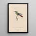 Histoire naturelle des oiseaux-mouches Pl65 - René Primevère Lesson — quadro incorniciato alla parete