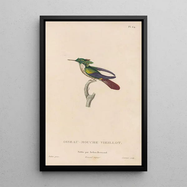 Histoire naturelle des oiseaux-mouches Pl65 - René Primevère Lesson — quadro incorniciato alla parete