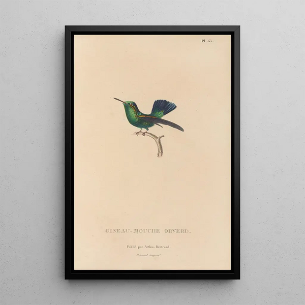 Histoire naturelle des oiseaux-mouches Pl66 - René Primevère Lesson — quadro incorniciato alla parete