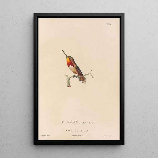 Histoire naturelle des oiseaux-mouches Pl67 - René Primevère Lesson — quadro incorniciato alla parete