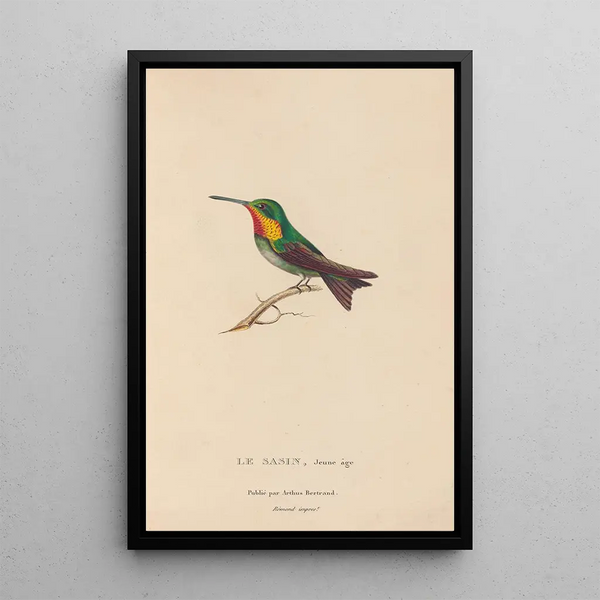 Histoire naturelle des oiseaux-mouches Pl68 - René Primevère Lesson — quadro incorniciato alla parete