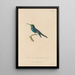 Histoire naturelle des oiseaux-mouches Pl69 - René Primevère Lesson — quadro incorniciato alla parete