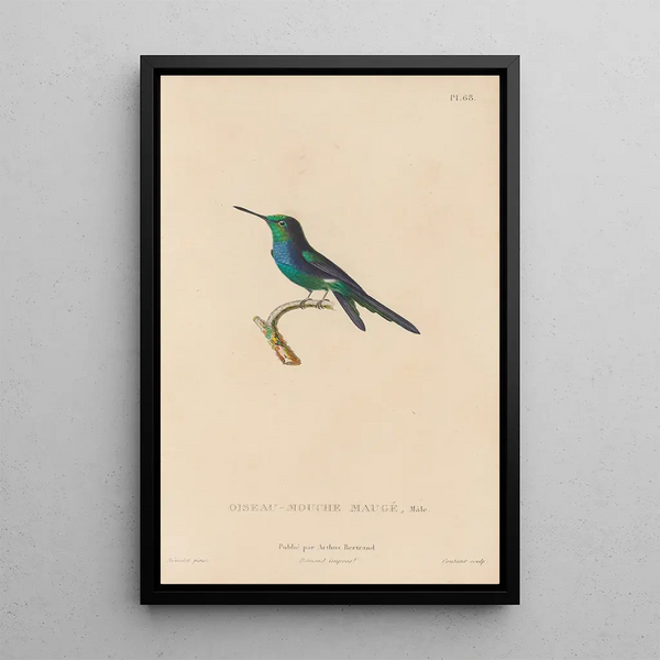 Histoire naturelle des oiseaux-mouches Pl69 - René Primevère Lesson — quadro incorniciato alla parete