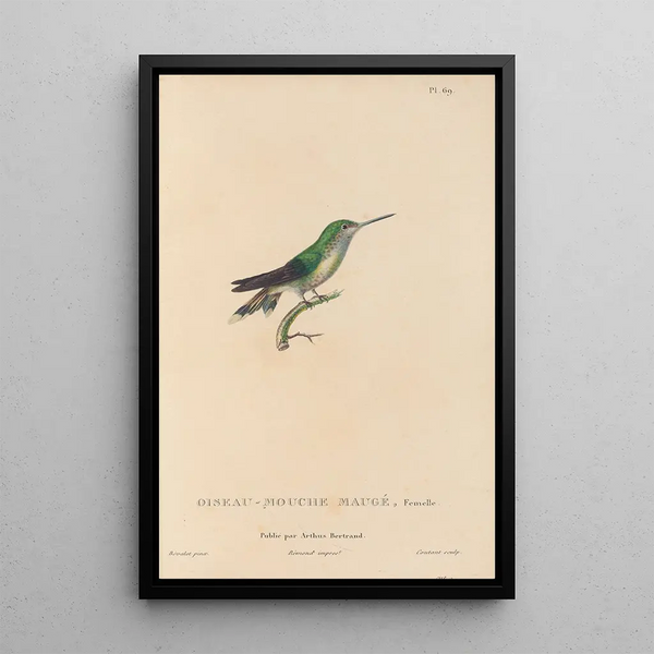 Histoire naturelle des oiseaux-mouches Pl70 - René Primevère Lesson — quadro incorniciato alla parete