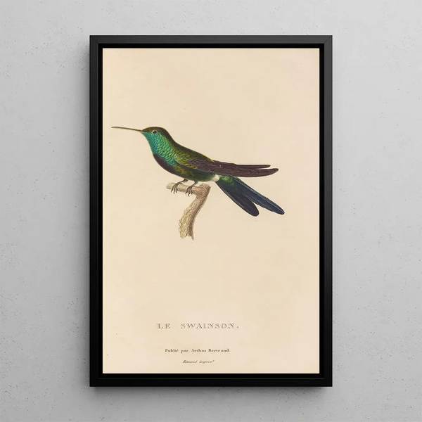 Histoire naturelle des oiseaux-mouches Pl71 - René Primevère Lesson — quadro incorniciato alla parete