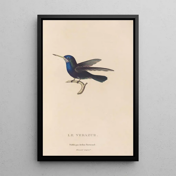 Histoire naturelle des oiseaux-mouches Pl72 - René Primevère Lesson — quadro incorniciato alla parete