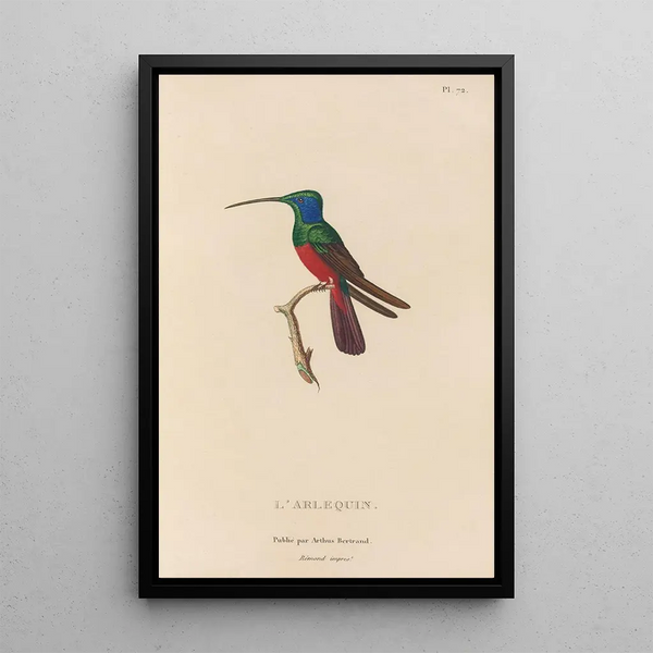 Histoire naturelle des oiseaux-mouches Pl73 - René Primevère Lesson — quadro incorniciato alla parete