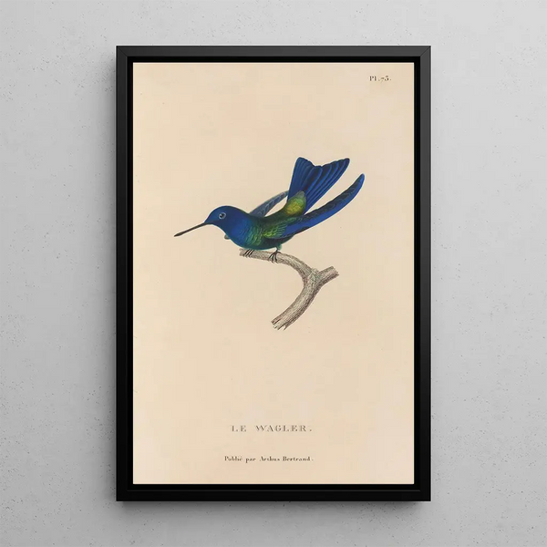 Histoire naturelle des oiseaux-mouches Pl74 - René Primevère Lesson — quadro incorniciato alla parete