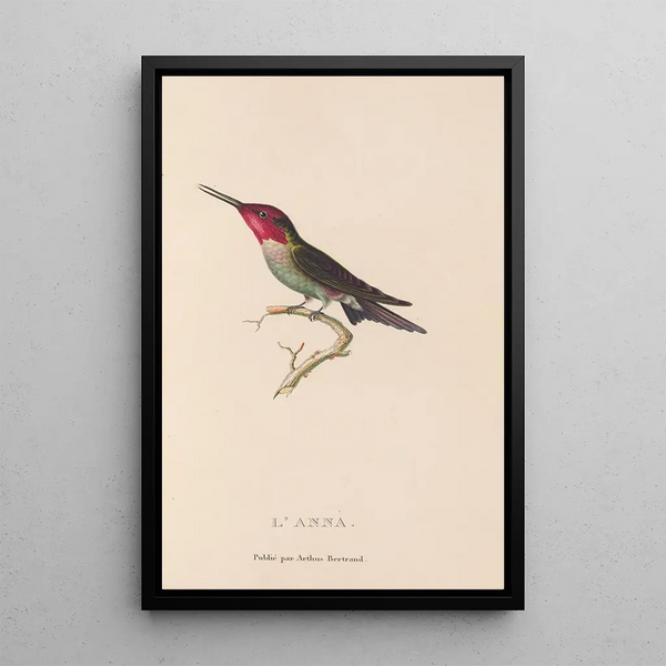 Histoire naturelle des oiseaux-mouches Pl75 - René Primevère Lesson — quadro incorniciato alla parete