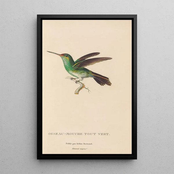 Histoire naturelle des oiseaux-mouches Pl76 - René Primevère Lesson — quadro incorniciato alla parete