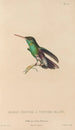 Histoire naturelle des oiseaux-mouches Pl77 - René Primevère Lesson — vista dell’opera